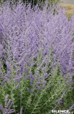 Sauge de Sibérie "Blue Spire" Pot 4.5L SILENCE ÇA POUSSE