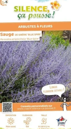 Sauge de Sibérie "Blue Spire" Pot 4.5L SILENCE ÇA POUSSE