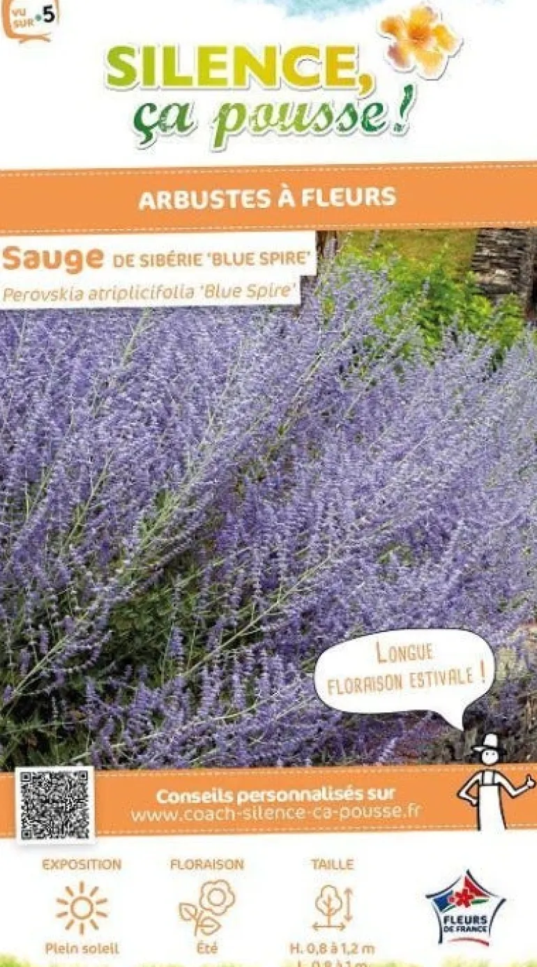 Sauge de Sibérie "Blue Spire" Pot 4.5L SILENCE ÇA POUSSE
