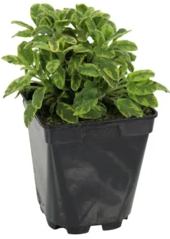 Sauge "Officinale Dorée" prêt à consommer Pot 1L