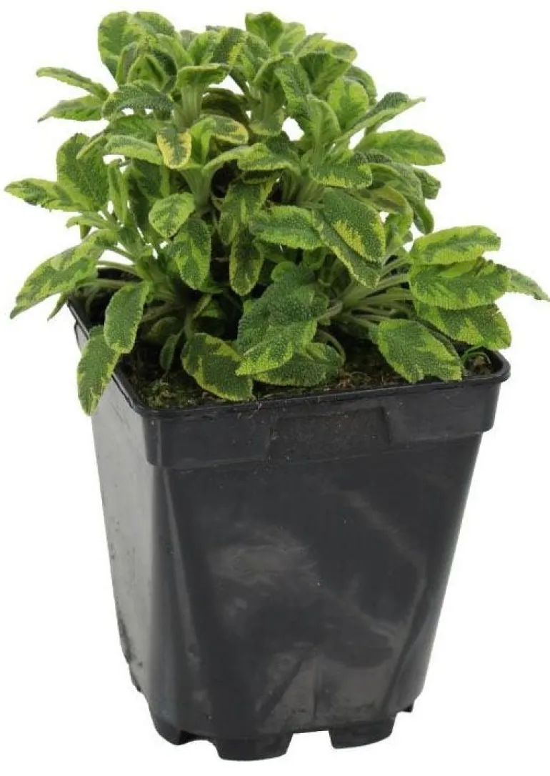 Sauge "Officinale Dorée" prêt à consommer Pot 1L