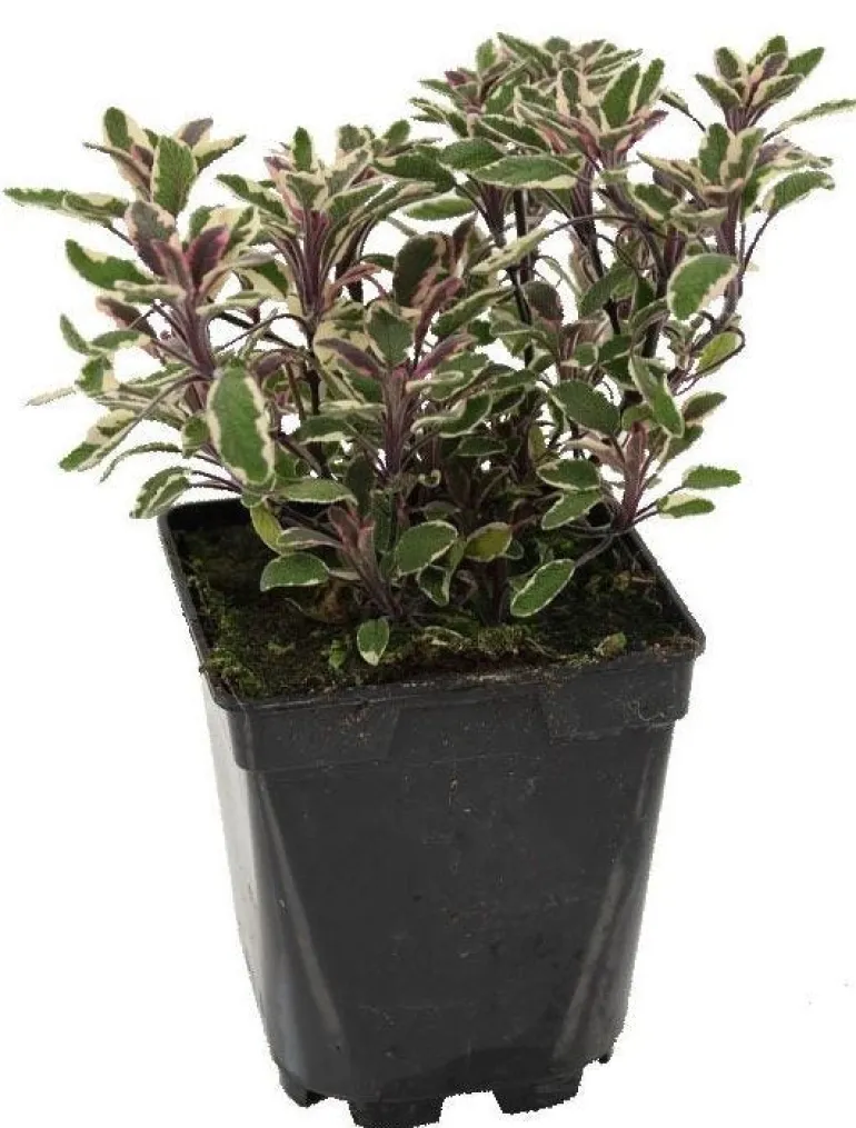 Sauge "Officinale Tricolore" prêt à consommer Pot 1L