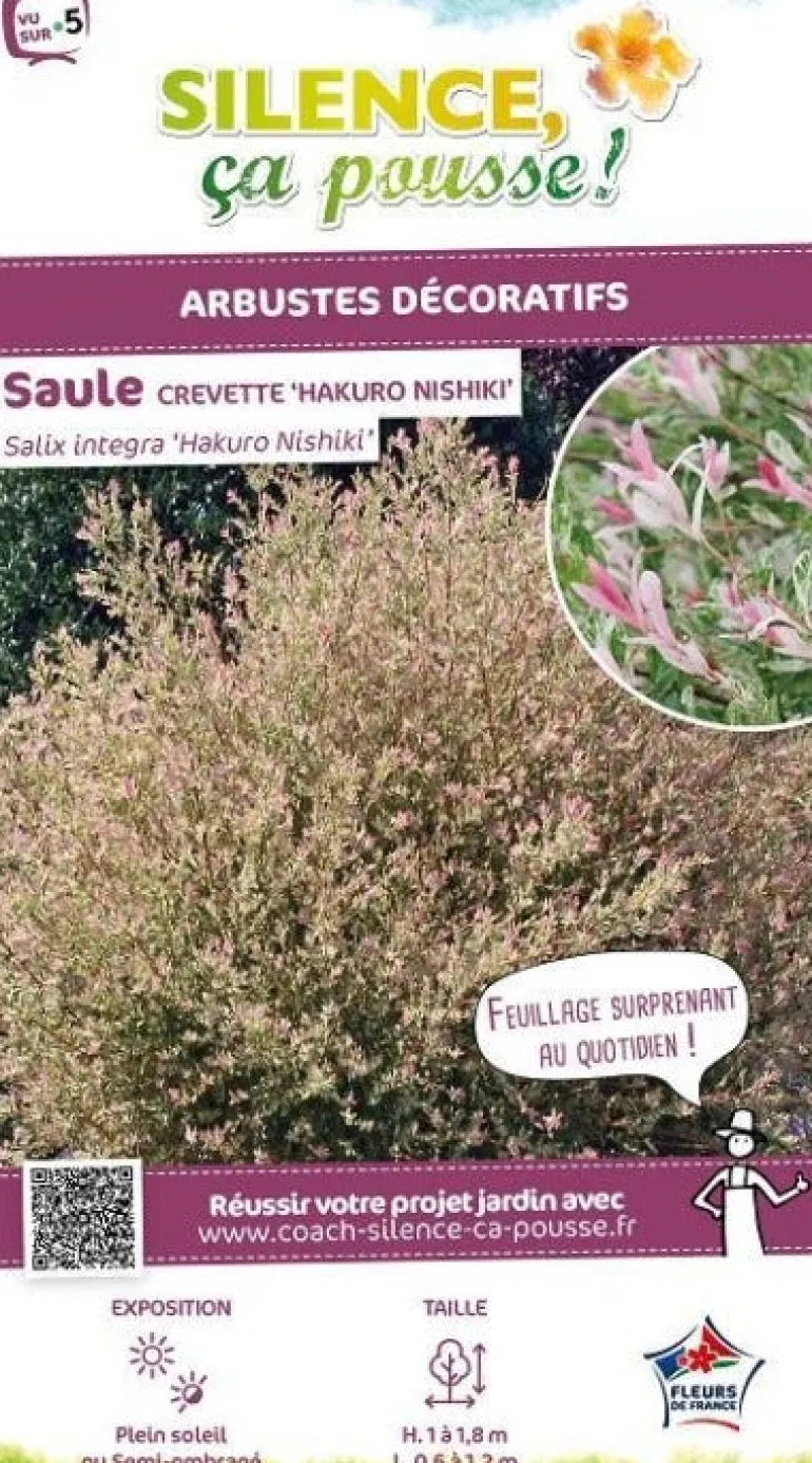Saule crevette "Hakuro-Nishiki" Pot 10L SILENCE ÇA POUSSE