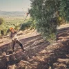 Secoueur d'olives à batterie (produit seul) SPA130 STIHL