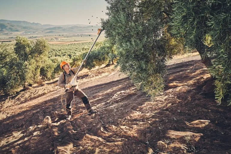 Secoueur d'olives à batterie (produit seul) SPA130 STIHL