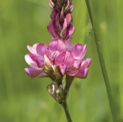 Semences Sainfoin 5 kg