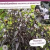 Strobilanthes anispohyllus "Brunetthy" Pot 4.5L