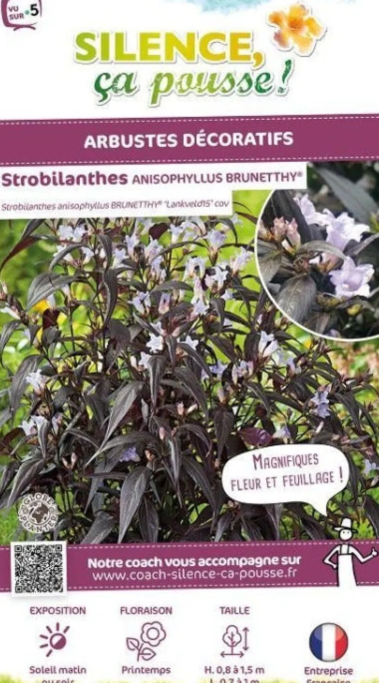 Strobilanthes anispohyllus "Brunetthy" Pot 4.5L