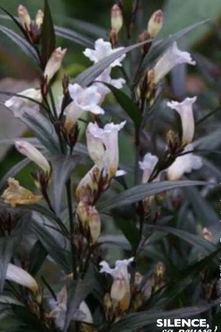 Strobilanthes anispohyllus "Brunetthy" Pot 4.5L