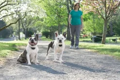 Système d'aide à l'éducation Lite 2 chiens 300m PETSAFE