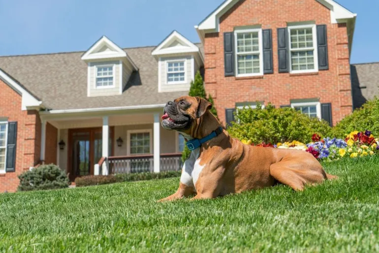 Système d'aide à l'éducation à spray jusqu'à 2 chiens
