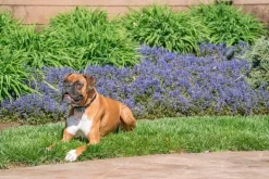 Système d'aide à l'éducation à spray 2 chiens - 300m