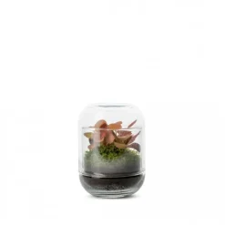 Terrarium Capsule Fittonia NATURALYS