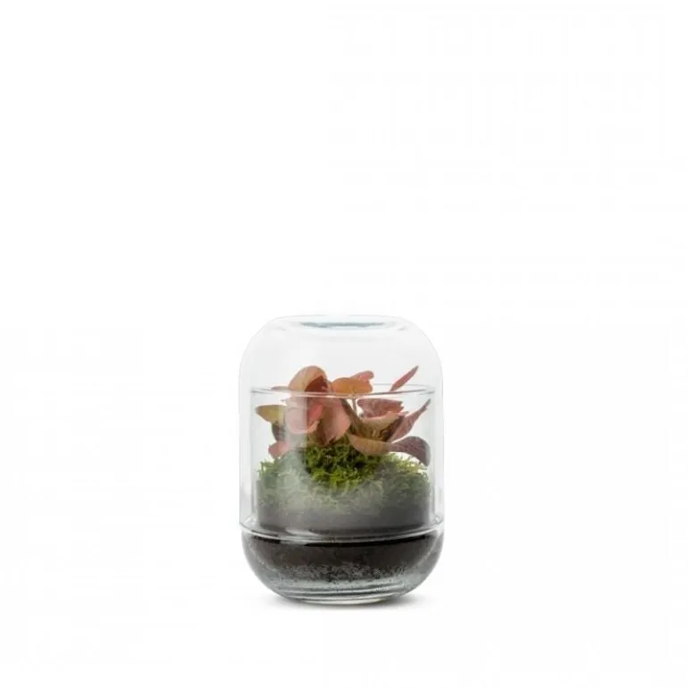 Terrarium Capsule Fittonia NATURALYS