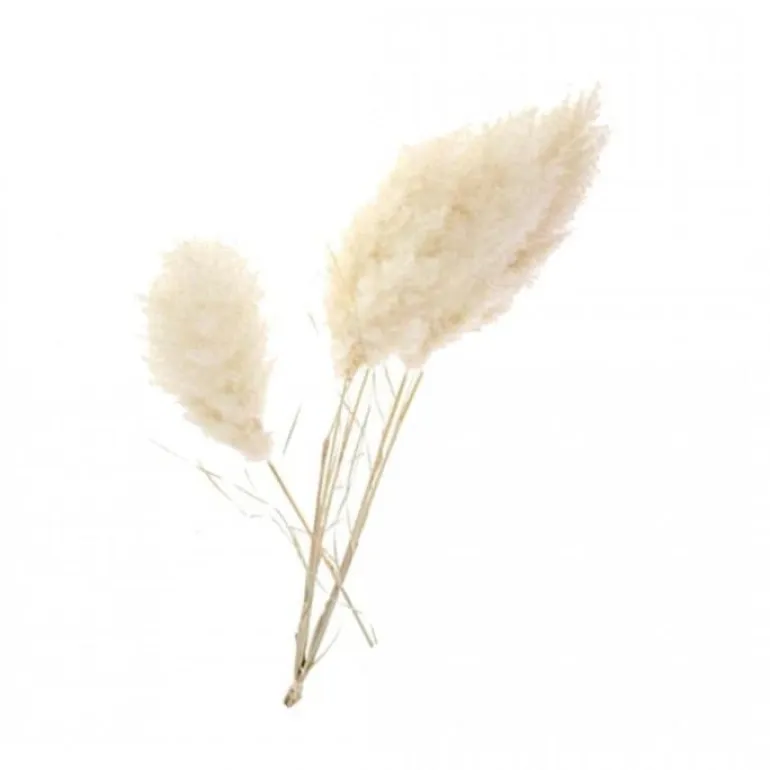 Tige de Pampa séchée Premium Blanche H115cm
