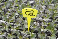 Étiquettes à planter 15 cm (x10)
