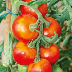 Tomate Montfavet barquette de 3