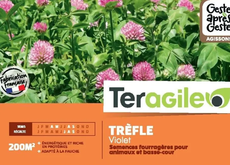 Trèfle violet 500g