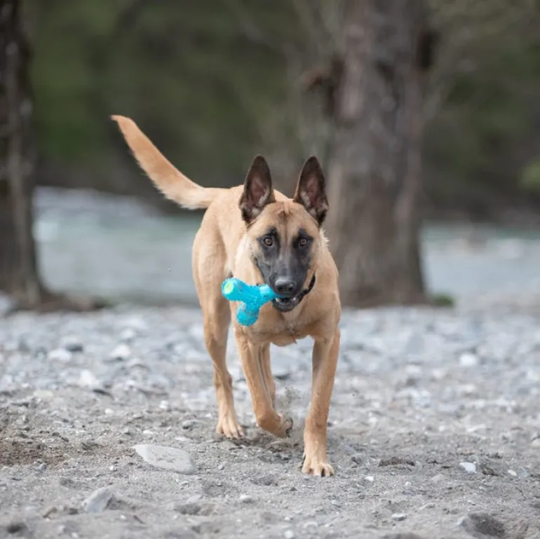 Trigloup sonore pour chien 15 cm