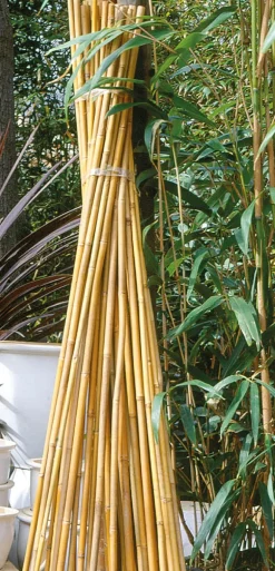 Tuteur en babou naturel H150 cm Ø12/14 mm (x4)