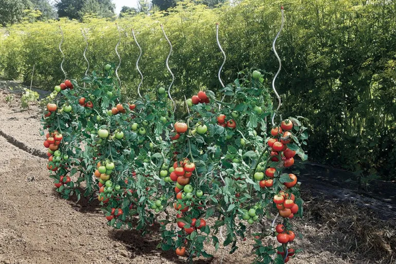 Tuteur spirale à tomates NORTENE - Vendu à l'unité