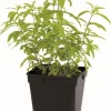 Verveine "Citronnelle" prêt à consommer Pot 1L
