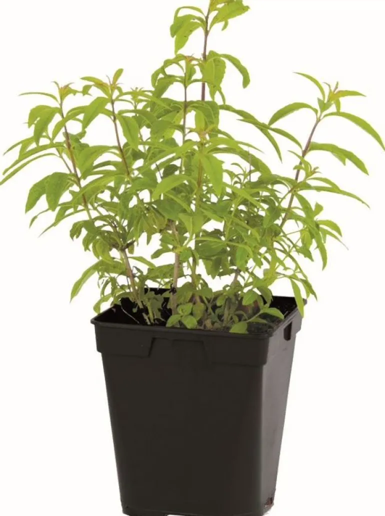 Verveine "Citronnelle" prêt à consommer Pot 1L