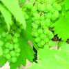 Vigne "Italia" Pot 1.3L