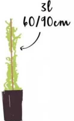 Vigne vierge "Quinquefolia" Pot 3L