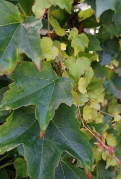 Vigne vierge Tricuspidata "Robusta" Pot 3L