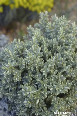 Véronique arbustive Sutherlandii Pot 4.5L