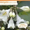 Weigelia "Ebony & Ivory" Pot 4L SILENCE ÇA POUSSE