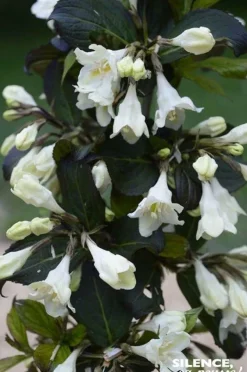 Weigelia "Ebony & Ivory" Pot 4L SILENCE ÇA POUSSE