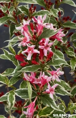 Weigelia nain panaché Pot 4.5L SILENCE ÇA POUSSE