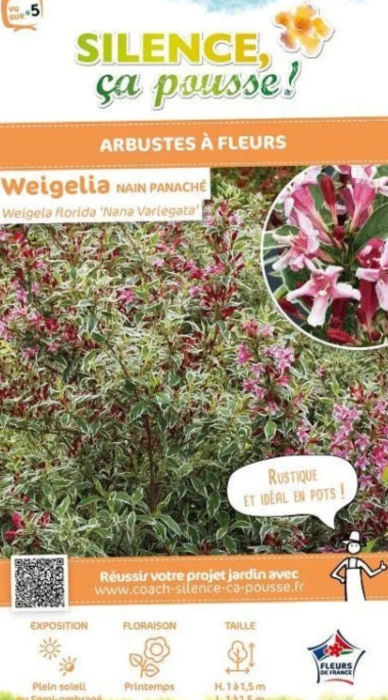 Weigelia nain panaché Pot 4.5L SILENCE ÇA POUSSE