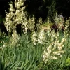 Yucca herbe à soie Pot 10L SILENCE ÇA POUSSE
