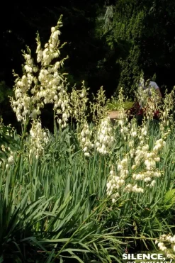 Yucca herbe à soie Pot 10L SILENCE ÇA POUSSE