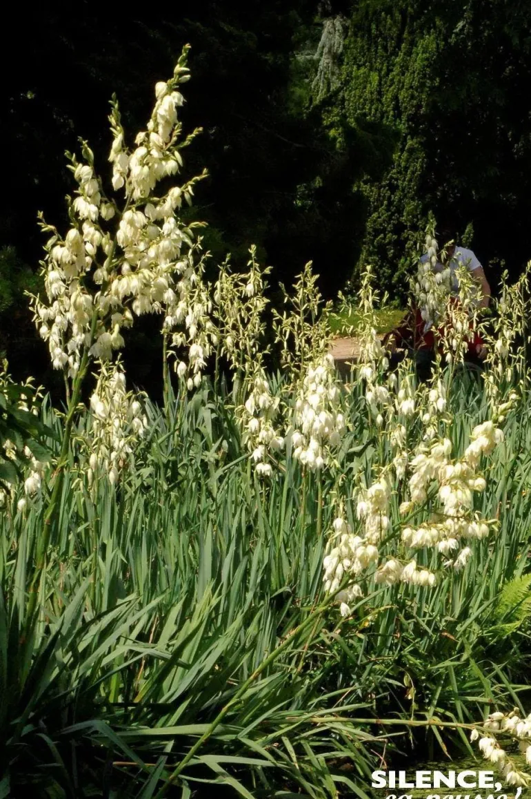Yucca herbe à soie Pot 10L SILENCE ÇA POUSSE
