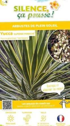 Yucca superbe panaché Pot 4.5L SILENCE ÇA POUSSE