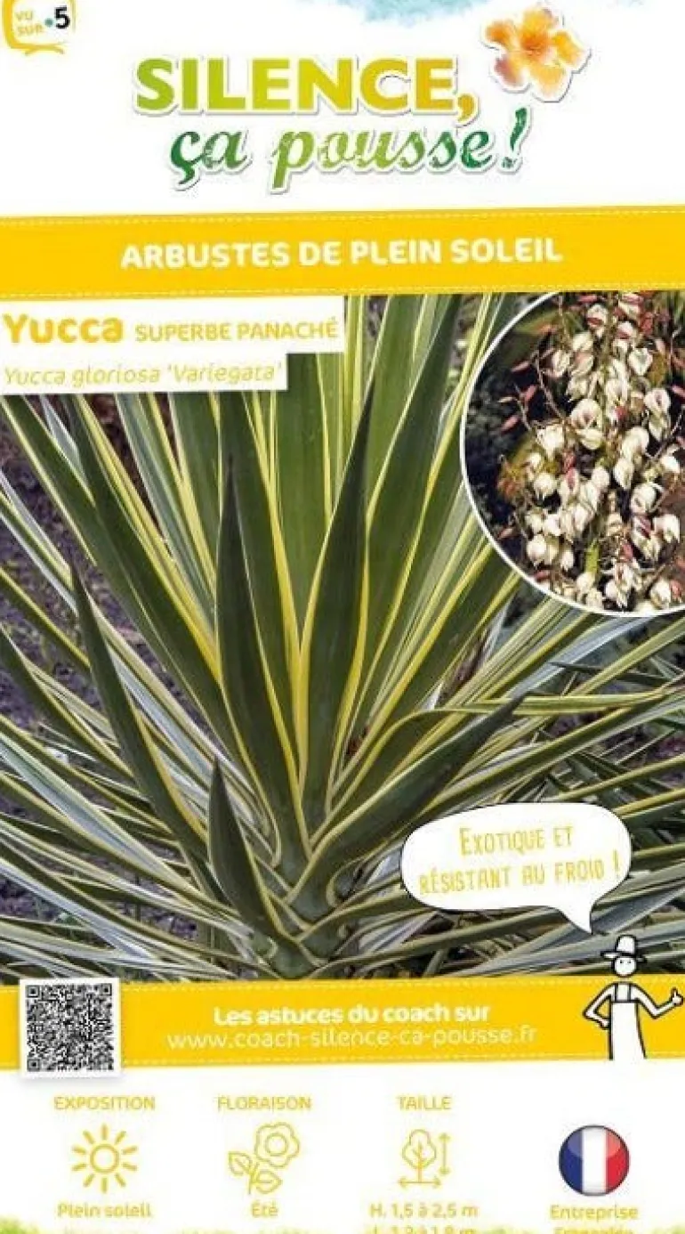 Yucca superbe panaché Pot 4.5L SILENCE ÇA POUSSE